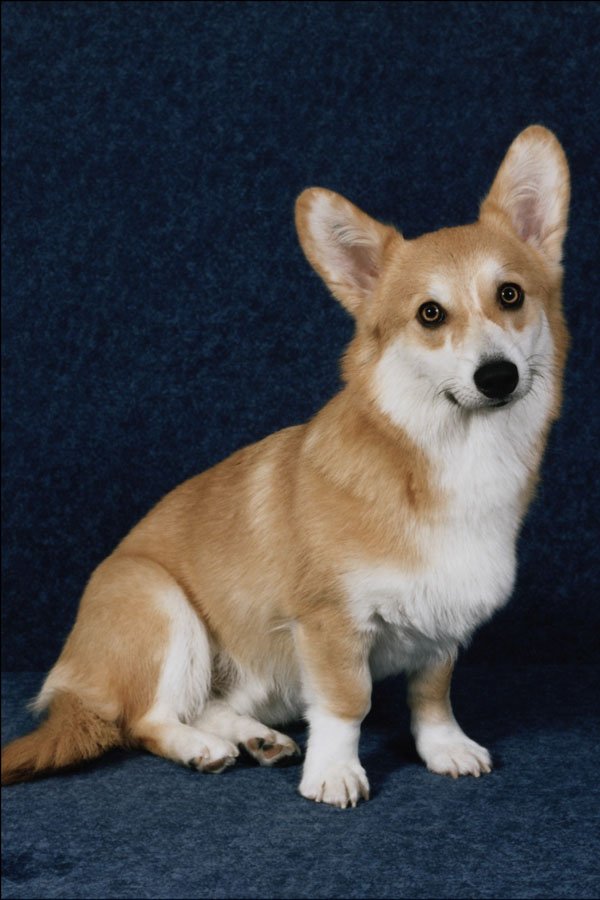 771064 Welsh Corgi A4 Photo Print