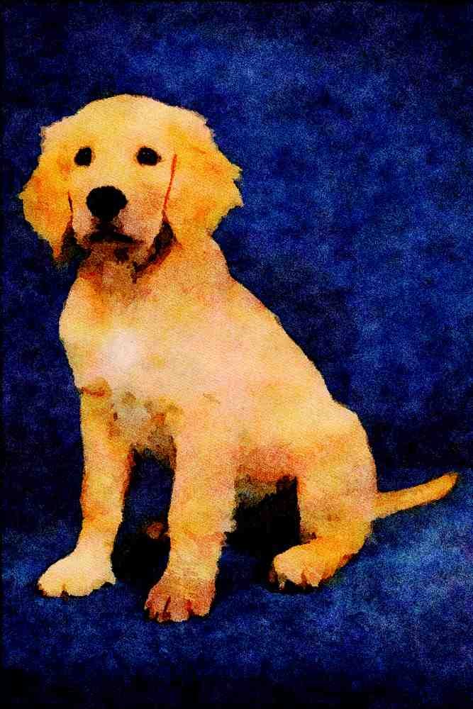 771065 Golden Retriever Puppy A4 Limited Edition Watercolour Print