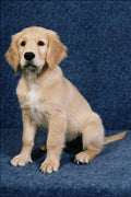 771065 Golden Retriever Puppy A4 Photo Print