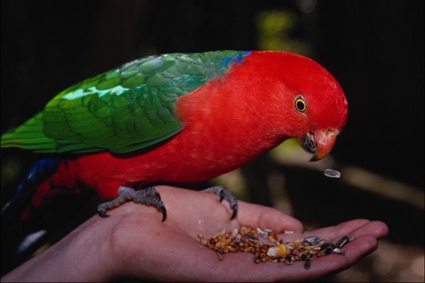 771066 Male King Parrot On Hand, Lamington National Park, Australia A4 Photo Print