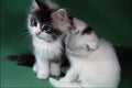 771067 Two Sleepy Kittens A4 Photo Print