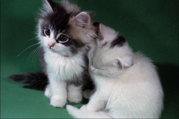 771067 Two Sleepy Kittens A4 Photo Print