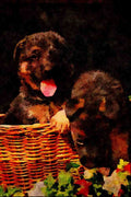 771068 German Shepherd Puppies In Basket A4 Limited Edition Watercolour Print