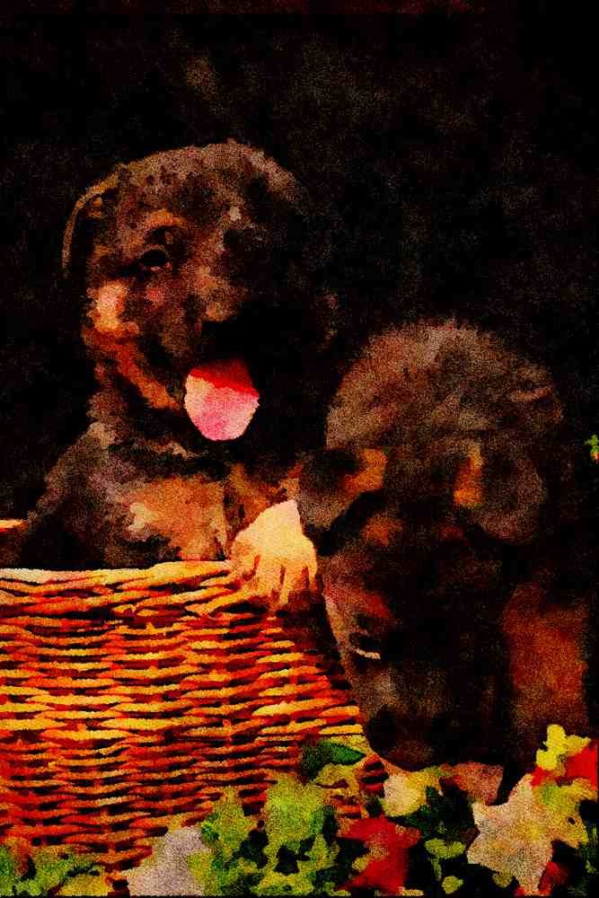 771068 German Shepherd Puppies In Basket A4 Limited Edition Watercolour Print