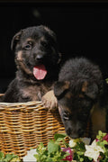 771068 German Shepherd Puppies In Basket A4 Photo Print