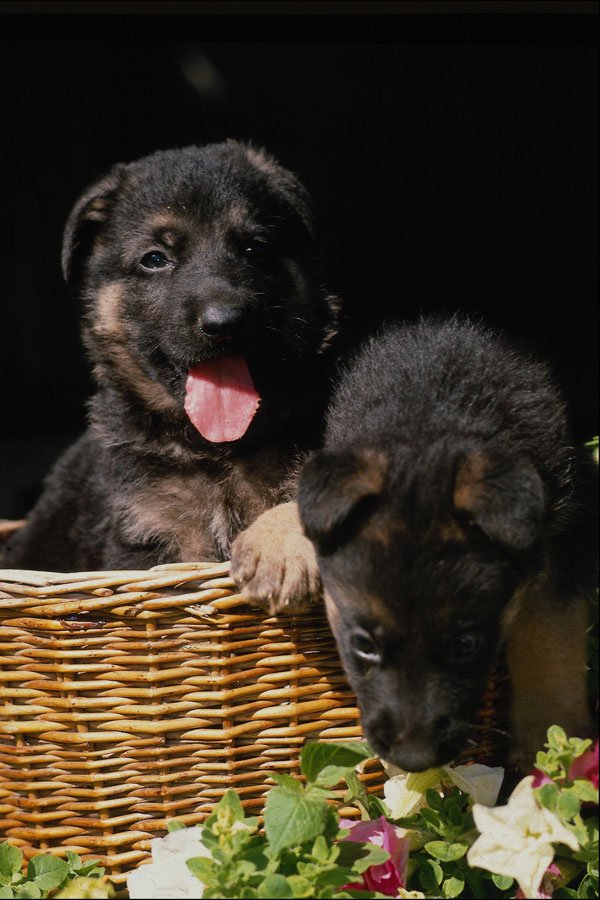 771068 German Shepherd Puppies In Basket A4 Photo Print