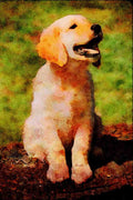 771069 Golden Retriever Puppy A4 Limited Edition Watercolour Print