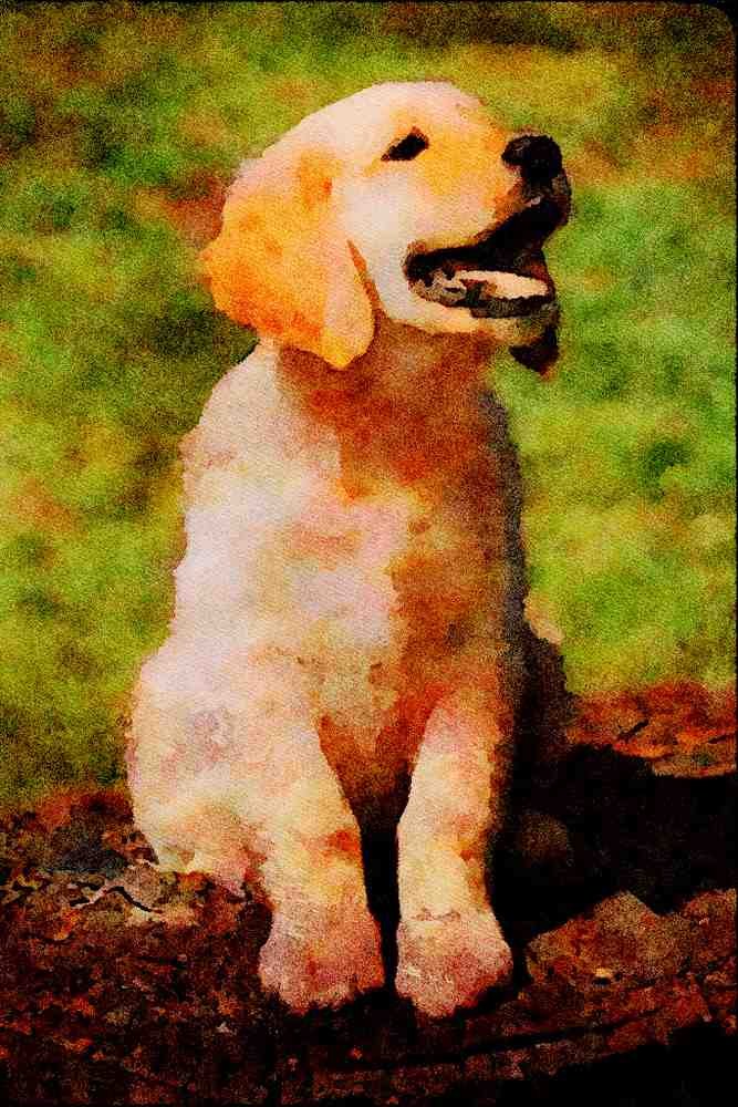 771069 Golden Retriever Puppy A4 Limited Edition Watercolour Print