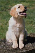 771069 Golden Retriever Puppy A4 Photo Print