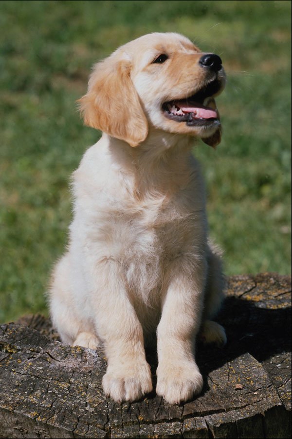 771069 Golden Retriever Puppy A4 Photo Print