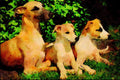 771070 Whippet And Two Puppies A4 Limited Edition Watercolour Print