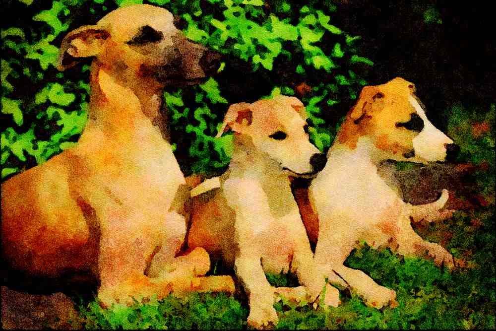 771070 Whippet And Two Puppies A4 Limited Edition Watercolour Print