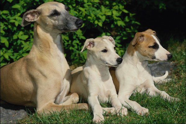 771070 Whippet And Two Puppies A4 Photo Print