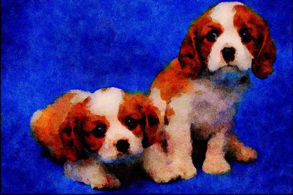 771071 Spaniel Pups A4 Limited Edition Watercolour Print