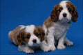 771071 Spaniel Pups A4 Photo Print