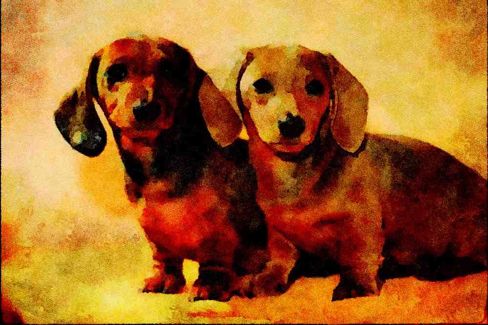 771072 Two Dachshund Puppies, Miniature A4 Limited Edition Watercolour Print