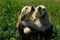 771073 Cocker Spaniel Puppies A4 Photo Print
