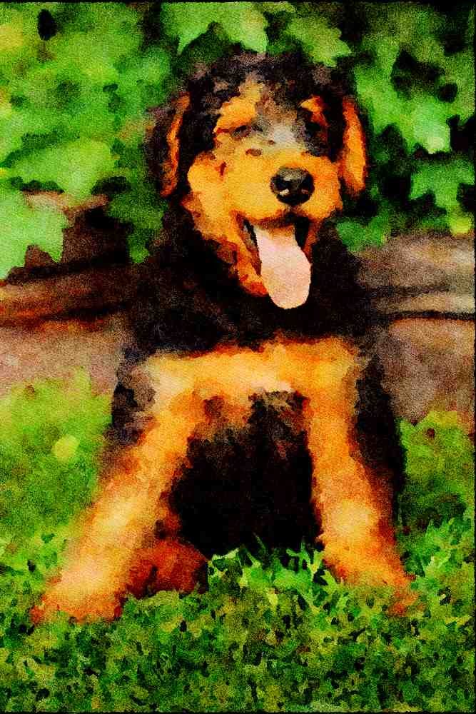771074 Airedale Puppy A4 Limited Edition Watercolour Print