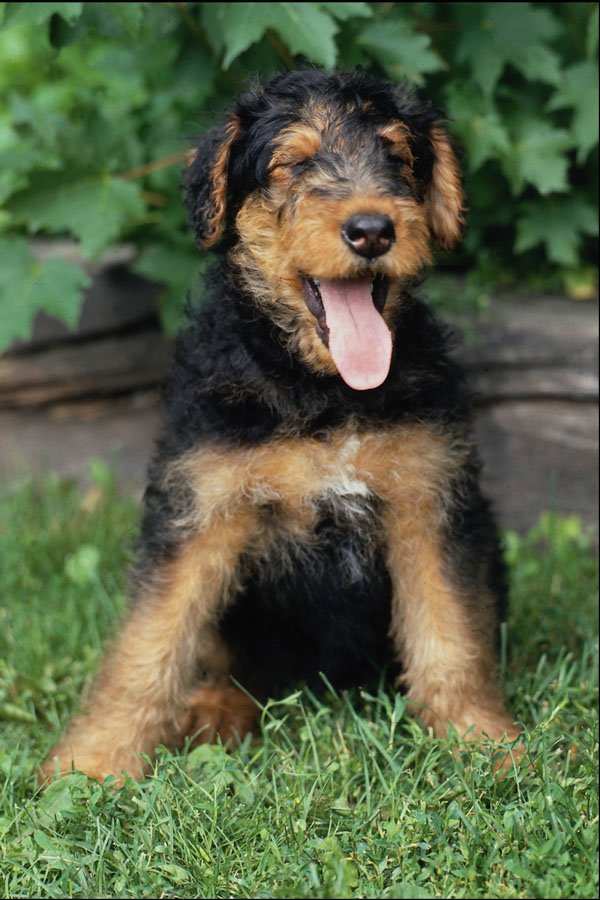 771074 Airedale Puppy A4 Photo Print