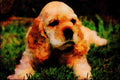 771075 Blonde Cocker Spaniel Puppy A4 Limited Edition Watercolour Print