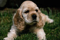 771075 Blonde Cocker Spaniel Puppy A4 Photo Print