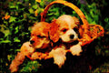 771076 Cocker Spaniel Puppies A4 Limited Edition Watercolour Print