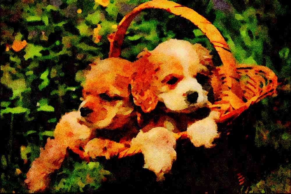 771076 Cocker Spaniel Puppies A4 Limited Edition Watercolour Print