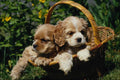 771076 Cocker Spaniel Puppies A4 Photo Print