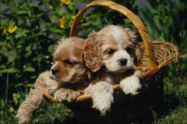 771076 Cocker Spaniel Puppies A4 Photo Print