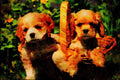 771077 Cocker Spaniel Puppies A4 Limited Edition Watercolour Print