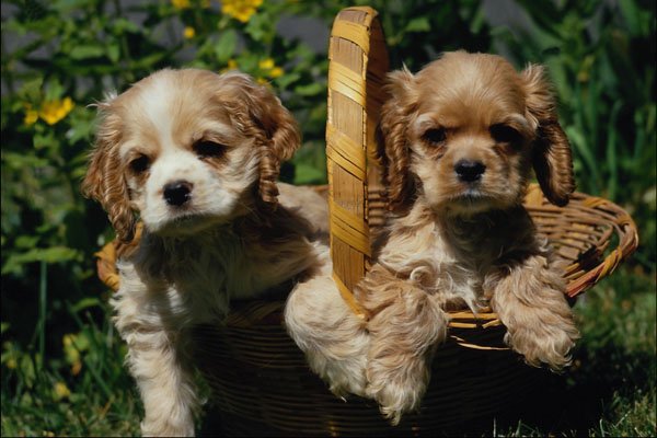 771077 Cocker Spaniel Puppies A4 Photo Print