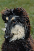 771078 Afghan Hound Puppy A4 Photo Print