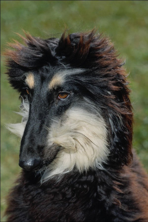 771078 Afghan Hound Puppy A4 Photo Print