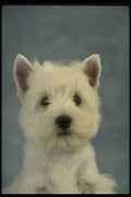 771079 West Highland Puppy A4 Photo Print
