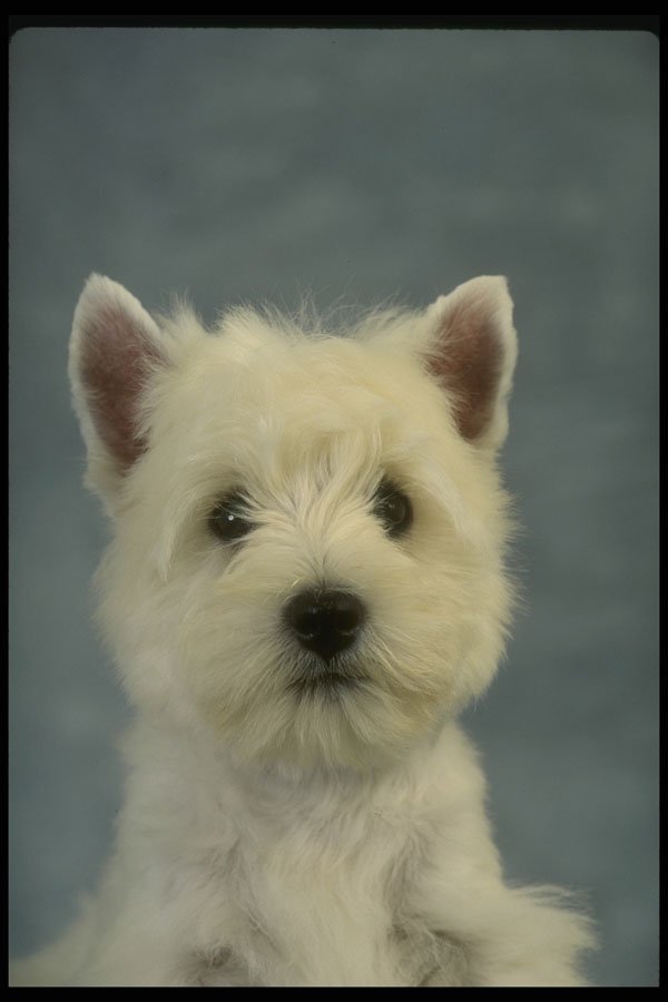 771079 West Highland Puppy A4 Photo Print