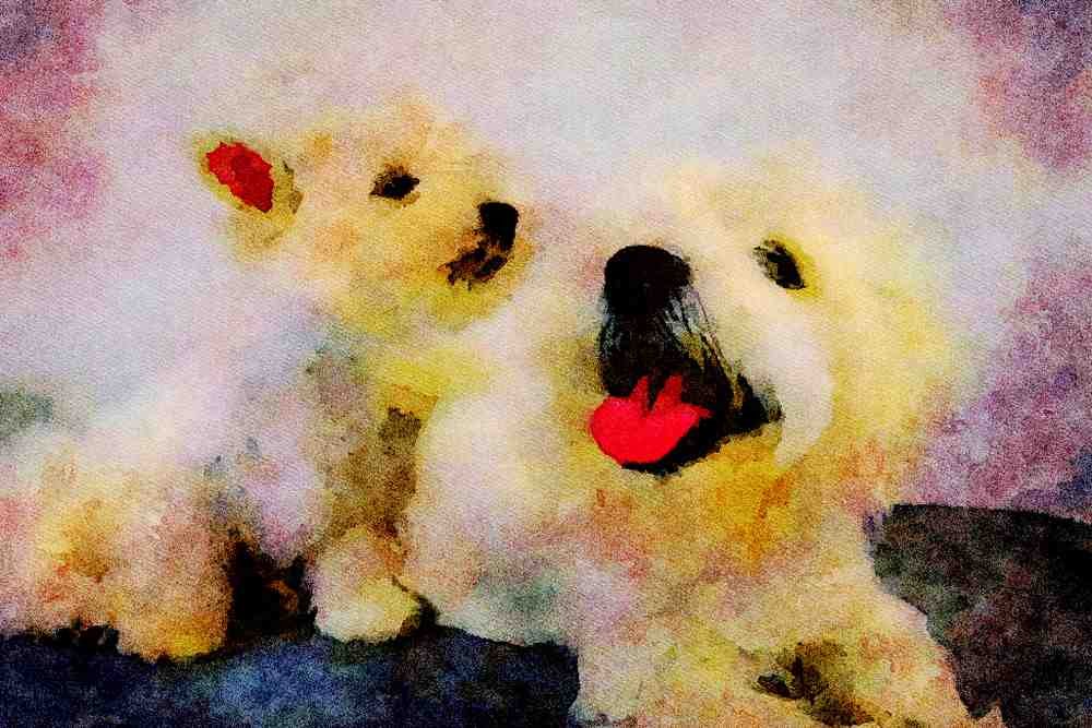 771080 West Highland Puppy With Mother A4 Limited Edition Watercolour Print