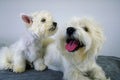 771080 West Highland Puppy With Mother A4 Photo Print