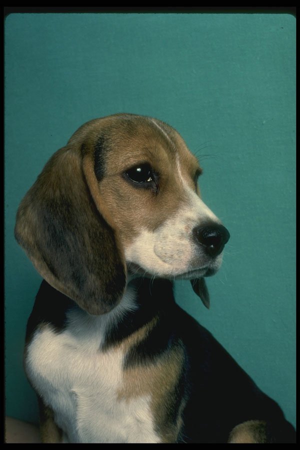 771081 Beagle A4 Photo Print