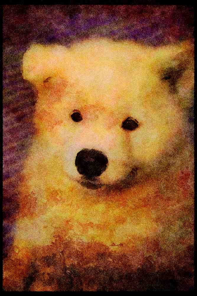 771082 Samoyed A4 Limited Edition Watercolour Print