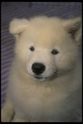 771082 Samoyed A4 Photo Print