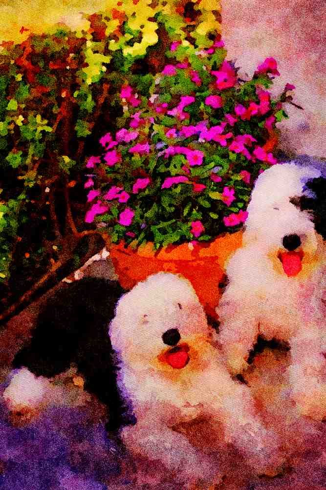 771083 Old English Sheepdogs A4 Limited Edition Watercolour Print