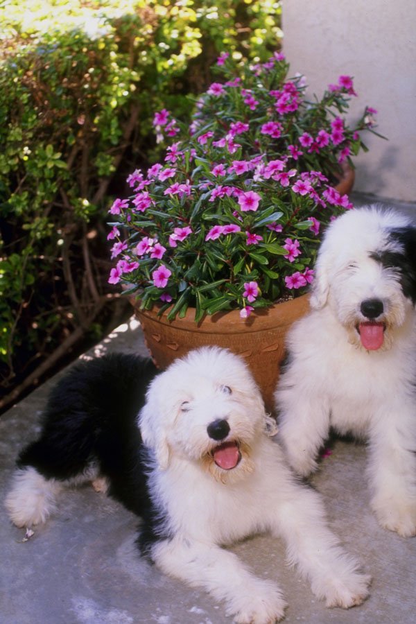 771083 Old English Sheepdogs A4 Photo Print