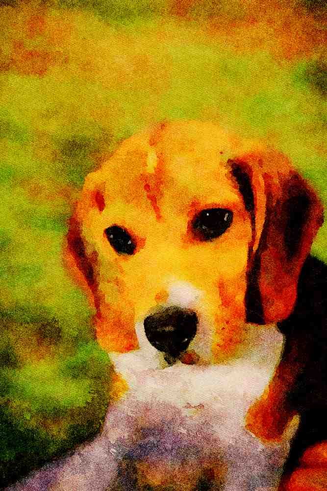 771084 Beagle A4 Limited Edition Watercolour Print