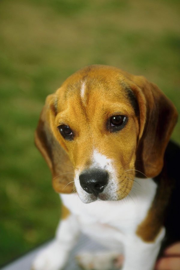 771084 Beagle A4 Photo Print