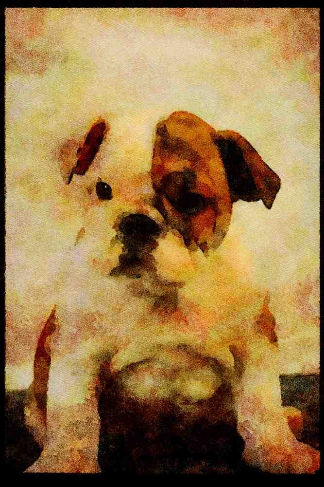 771085 Bulldog A4 Limited Edition Watercolour Print