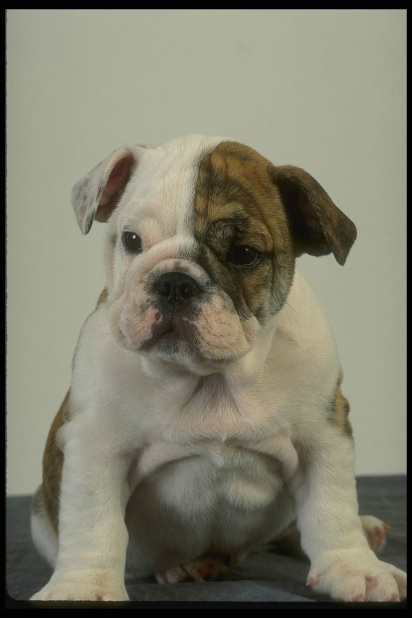 771085 Bulldog A4 Photo Print