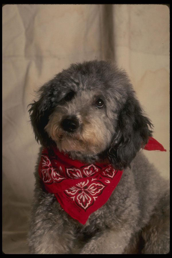 771086 Terrier A4 Photo Print
