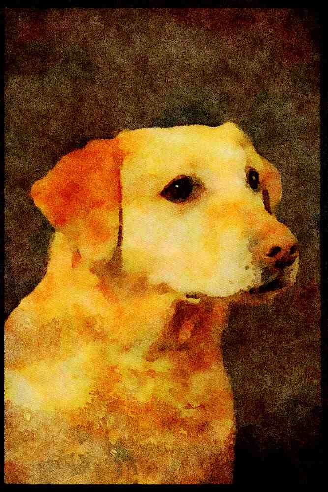 771088 Labrador A4 Limited Edition Watercolour Print