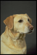 771088 Labrador A4 Photo Print