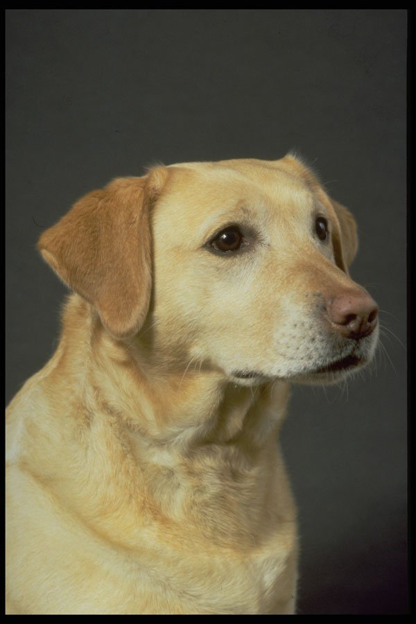 771088 Labrador A4 Photo Print